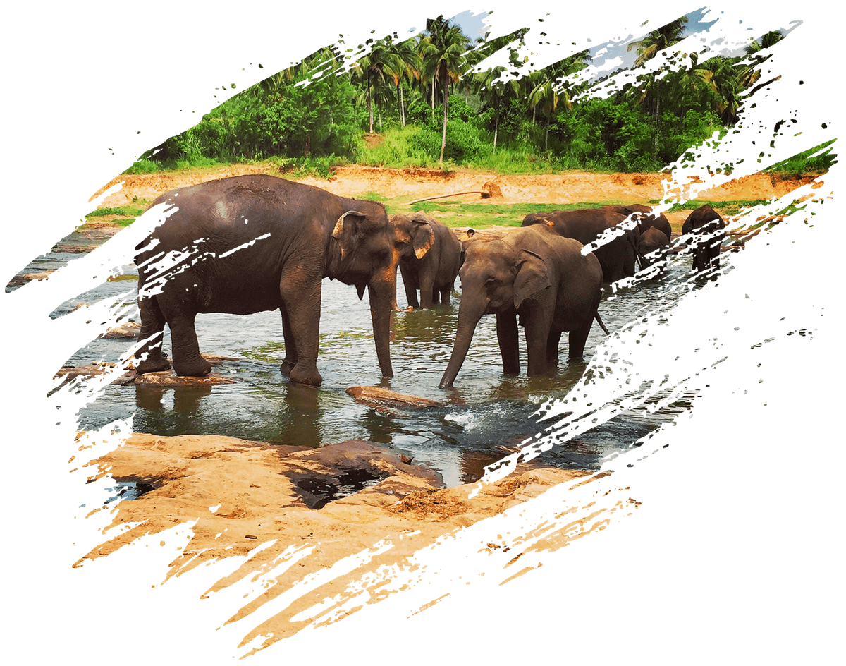 Travelers exploring Sri Lanka